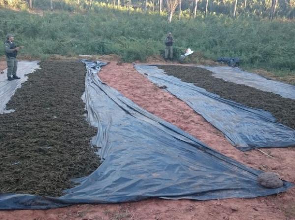 Polícia encontra cinco mil hectares de plantação de maconha no Sul do Piauí