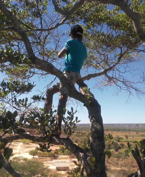 Alunos sobem em &aacute;rvore em cima de morro para assistirem a aulas remotas no Piau&iacute;(Imagem:Reprodu&ccedil;&atilde;o)
