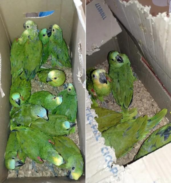 Homem é preso transportando mais de 50 papagaios em caixas de papelão, no PI