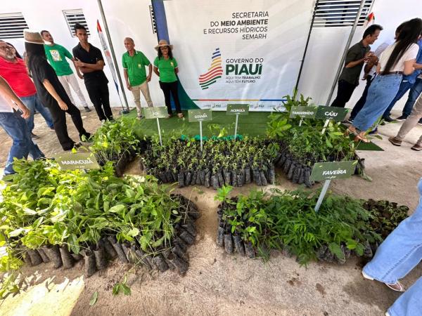 Piaui ultrapassa 3,6 milhões de mudas nativas e frutíferas distribuídas; o equivalente a mais de 3 mil campos de futebol(Imagem:Ascom Semarh)