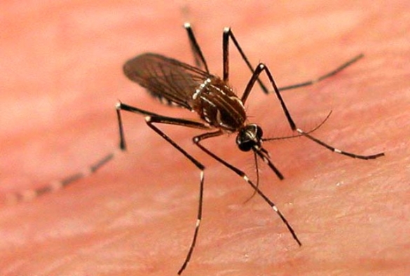 Governo e entidades tratam da implementação do Plano Emergencial contra o aedes egypti