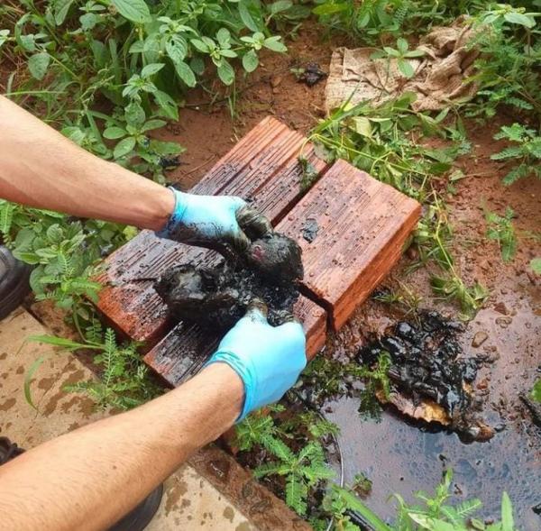 Filhotes de cachorro morrem após ficarem cobertos com piche de asfalto em fábrica abandonada no PI