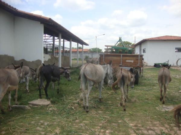 PRF e Centro de zoonoses apreendem animais nas rodovias da regi&atilde;o de Floriano. (Imagem:FlorianoNews)