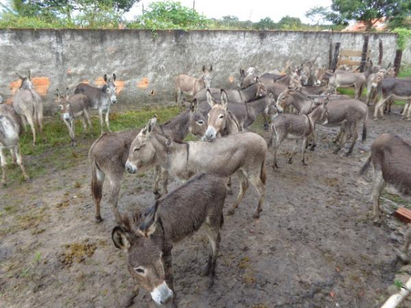 Pol&iacute;cia Rodovi&aacute;ria Federal recolheu animais em rodovias que cortam Floriano.(Imagem:FlorianoNews)