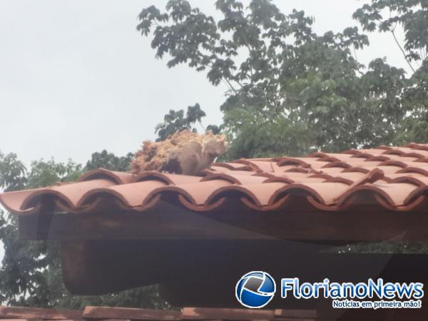  Raio atinge &aacute;rvore e danifica resid&ecirc;ncias em Floriano.(Imagem:FlorianoNews)