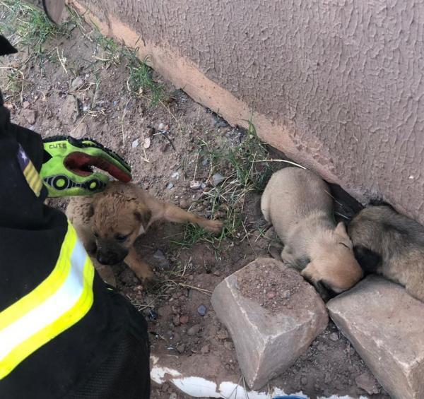 Filhotes foram resgatados durante inc&ecirc;ndio em Picos.(Imagem:Divulga&ccedil;&atilde;o/Corpo de Bombeiros)
