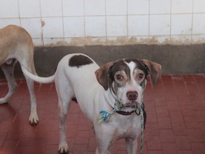 Prefeitura de Teresina lança campanha contra abandono e maus tratos de animais