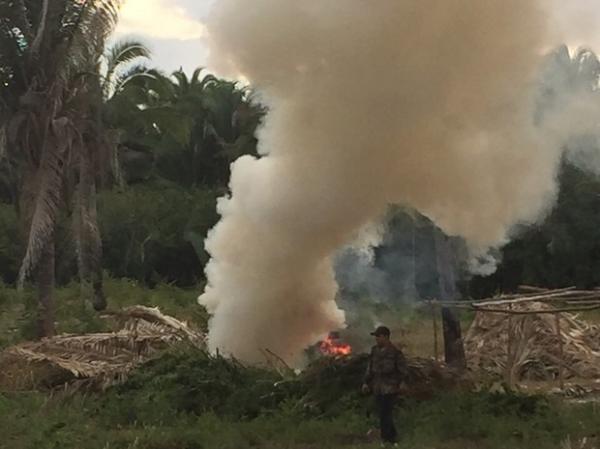 Parte das 16 toneladas de maconha encontrada em fazenda é incinerada