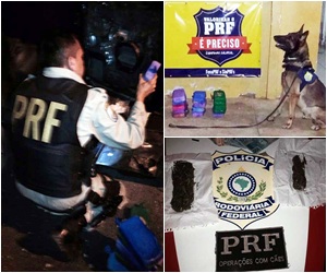 Canil da PRF apreende munições e entorpecentes na BR-343