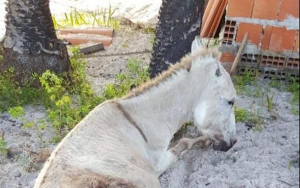 Jumentos e cães são mortos e agredidos a facadas no PI e Polícia Civil investiga