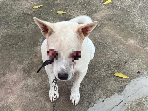Cão fica cego após tentarem arrancar seus olhos em Luzilândia, no Piauí; polícia investiga o caso