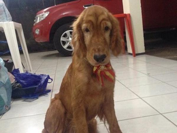 C&atilde;es e gatos abandonados recebem lar com trabalho de volunt&aacute;rios.(Imagem:Instagram)
