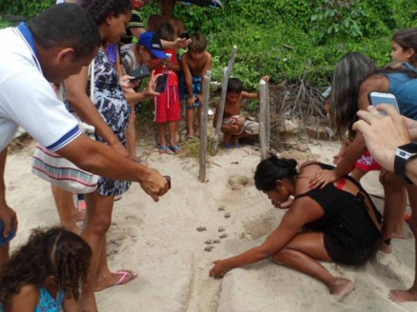 Voluntários fazem soltura de 115 filhotes de tartarugas-de-pente no PI