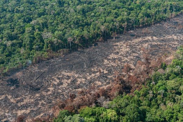 Piauí desmatou quase 190 hectares por dia em 2021, revela estudo do MapBiomas