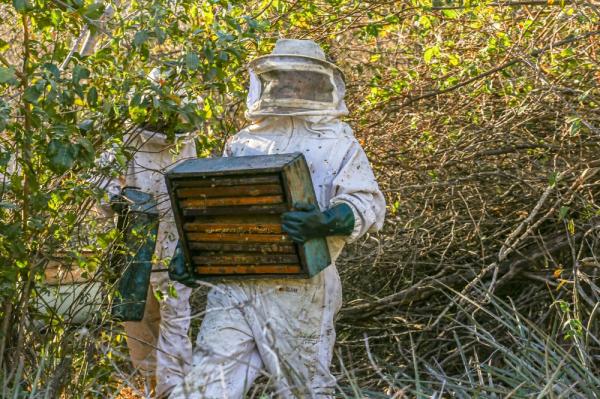  Mel produzido por agricultores familiares faz do Piau&iacute; maior exportador do produto no Brasil(Imagem:Geirlys Silva)