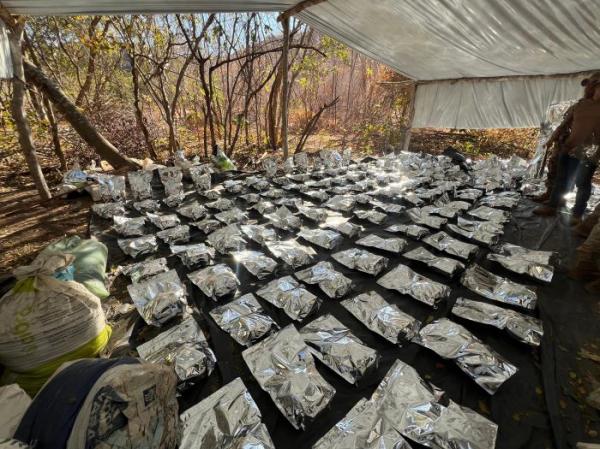 Plantação de 130 mil pés de maconha é encontrada pela polícia em Cristino Castro