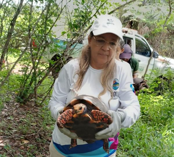 Os animais resgatados passaram por um processo de reabilitação no Centro de Reabilitação de Animais Silvestres (Cetas).(Imagem:Divulgação)