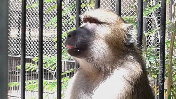 Cida, a nova moradora do Parque Zoobot&acirc;nico de Teresina.(Imagem:Cidade Verde)