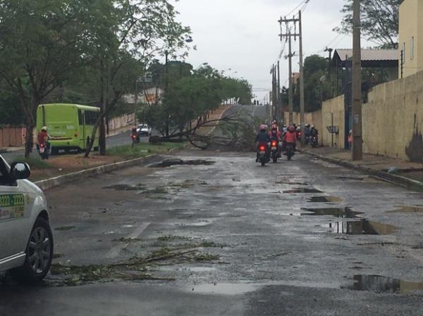 Chuva forte derruba árvores, casa e causa princípio de incêndio na capital