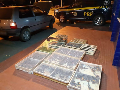 PRF resgata pássaros silvestres em situação de maus-tratos