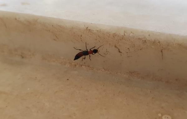 Especialistas revelam mitos e verdades sobre o potó: inseto que causa queimaduras de até 2º grau