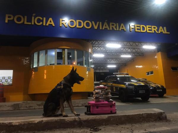 Cão farejador da PRF localiza 7 kg de maconha e 1 kg de cocaína em ônibus em Floriano