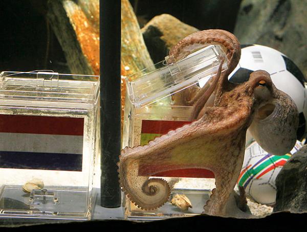 Polvo da copa(Imagem:Divulga&ccedil;&atilde;o)