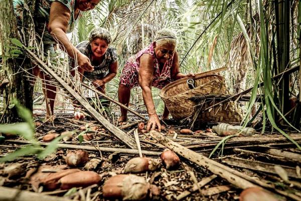 Projeto de lei proibe ações na quebra de coco babaçu e reconhece como patrimônio