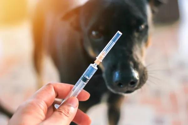 Raiva: Sesapi alerta população sobre os cuidados com animais domésticos e silvestres
