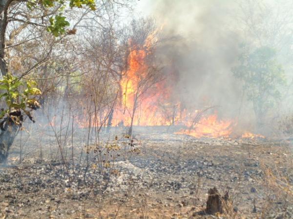 Focos de queimada em áreas verdes preocupa o Ibama no Piauí