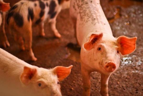 Ministério da Agricultura confirma foco de peste suína no Piauí