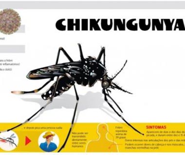 Casos de chikungunya aumentam em 140% de janeiro a agosto em todo o Estado