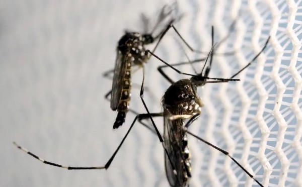 Ministros de Lula se unem em vídeo para combate à dengue no Brasil