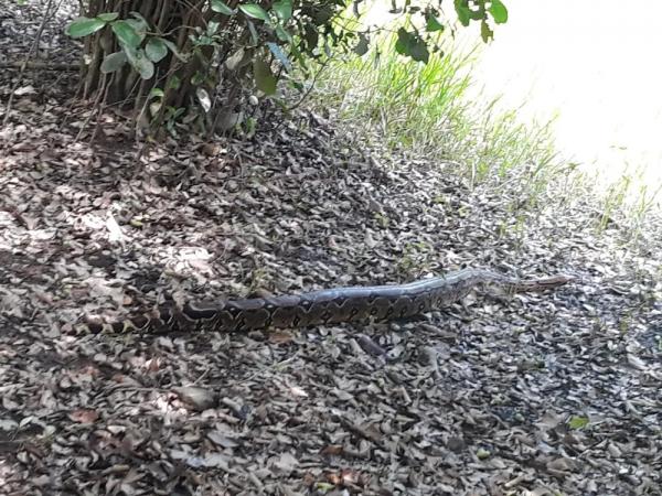 Jiboia de quase 2 metros é resgatada de árvore em residência no Piauí