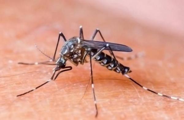 Floriano está entre as cidades que registraram maior incidência de Chikungunya