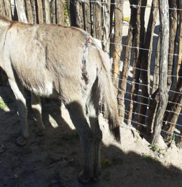 Jumento ficou gravemente ferido ap&oacute;s agress&atilde;o a facada no Piau&iacute;.(Imagem:Divulga&ccedil;&atilde;o)