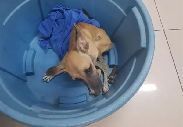 Mulher é presa suspeita de deixar cão na chuva com fome e sede