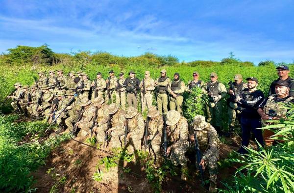 Apreens&atilde;o de maconha no Piau&iacute; cresce mais de 500%, um dos melhores resultados do pa&iacute;s(Imagem:Divulga&ccedil;&atilde;o)