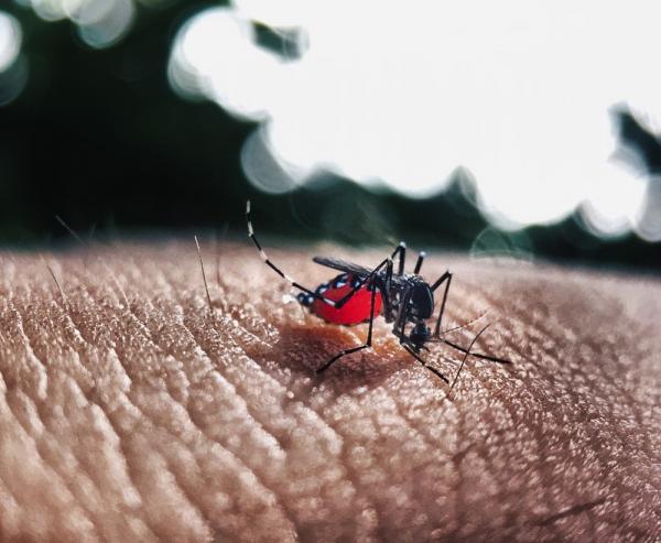 Piauí registra quatro vezes mais casos de dengue em 2019