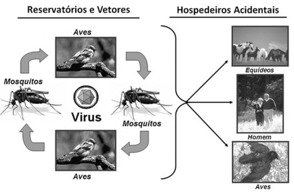 Forma de transmiss&atilde;o da febre do Nilo Ocidental. (Imagem:Reprodu&ccedil;&atilde;o/Minist&eacute;rio da Sa&uacute;de)