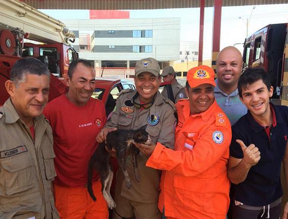 Gata fica presa em motor de carro e é salva por bombeiros em Teresina