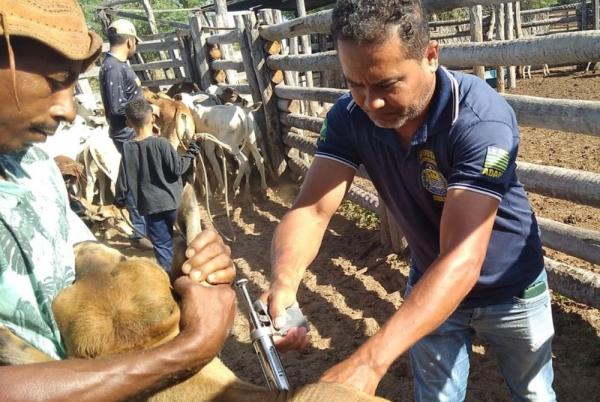 Cerca de 600 propriedades rurais serão beneficiadas com o serviço de vacinação assistida no Piauí