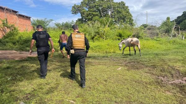 SSP cumpre mandado contra investigados por deixar animais soltos em vias públicas em Floriano
