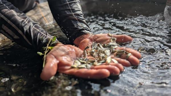 SAF realiza primeira entrega de alevinos do ano e beneficia agricultores municípios piauienses