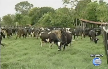Começa segunda etapa de vacinação contra a febre aftosa no Piauí