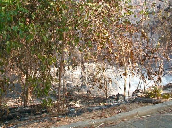 Incêndio no Parque Zoobotânico no PI causa preocupação com animais