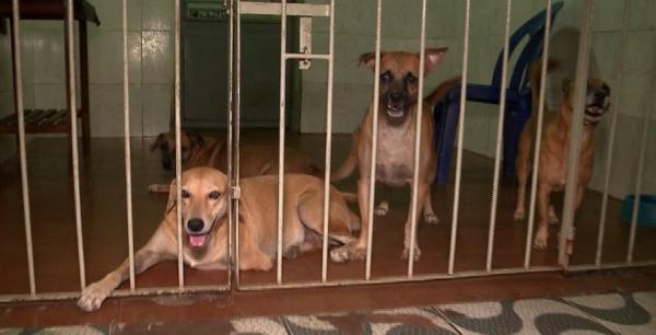 Primeiro censo animal de Teresina revela que a capital possui 149 mil cães e gatos