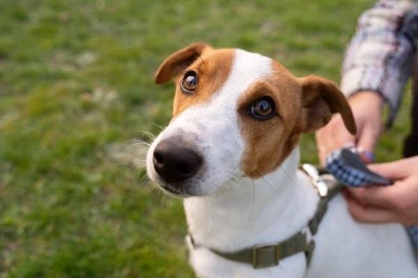 Projeto torna receptação de animal doméstico em crime específico com pena de reclusão