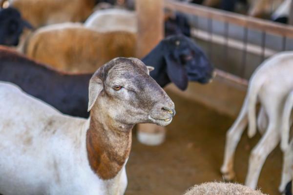 Com 3&ordm; maior rebanho do Nordeste, produ&ccedil;&atilde;o de ovinos e caprinos no Piau&iacute; fortalece a renda de pequenos produtores(Imagem:Geirlys Silva)