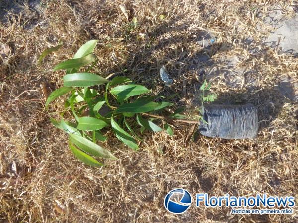 Muda a ser plantada na pra&ccedil;a do Bairro Taboca.(Imagem:FlorianoNews)